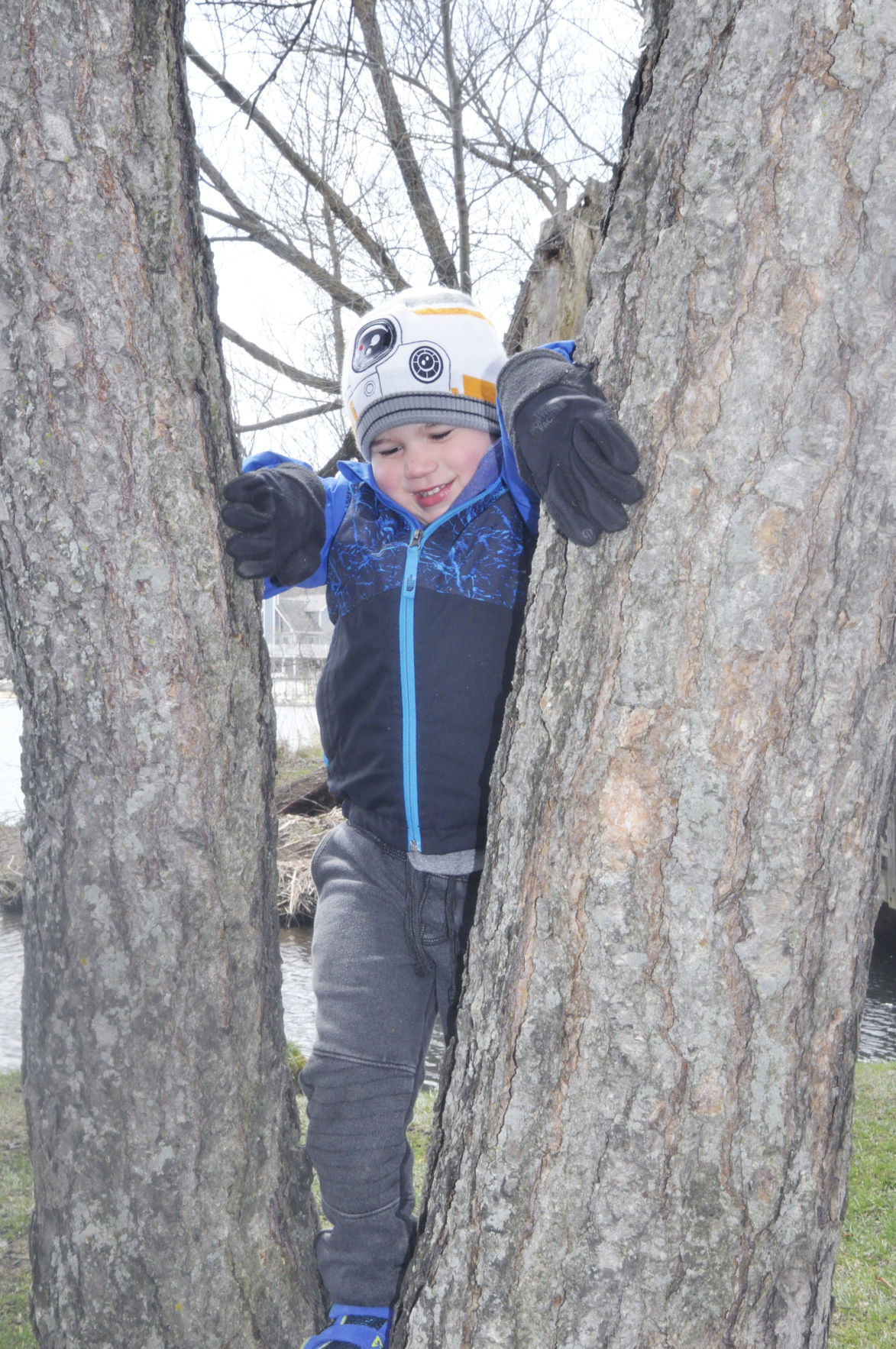 Boy climbs tree at Edgewater Park in Williams Bay - II